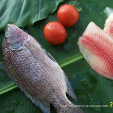 Frozen Tilapia Fish Целая круглая тилапия для оптом